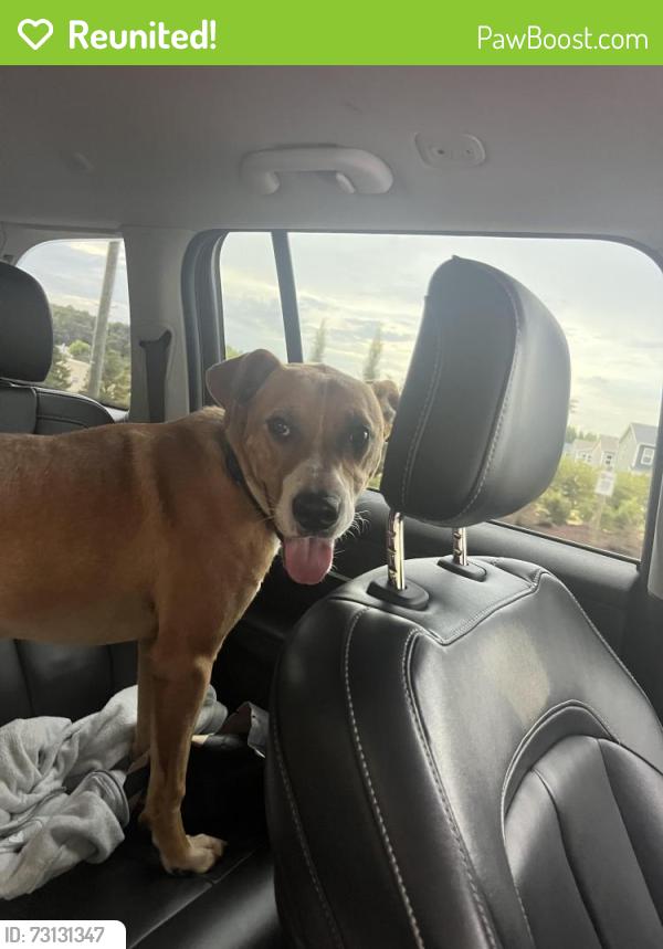 Reunited Male Dog last seen Fork Shoals Rd/Standing Springs Rd, Greenville County, SC 29607