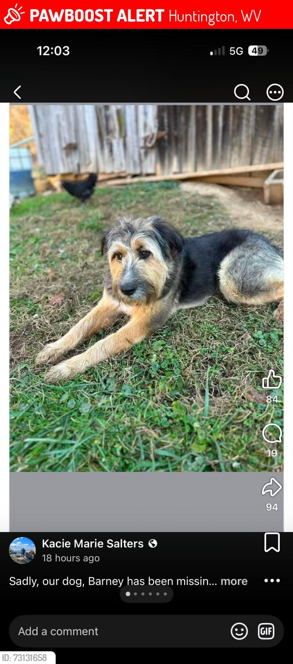 Lost Male Dog last seen Ace Hardware, Huntington, WV 25701