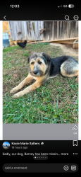 Lost Male Dog last seen Ace Hardware, Huntington, WV 25701