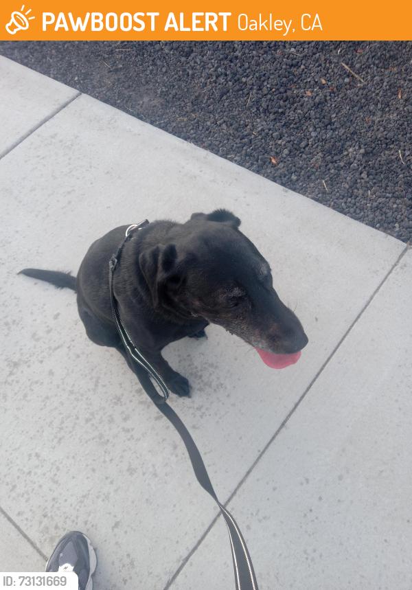 Found/Stray Female Dog last seen Main st, Oakley, CA 94561