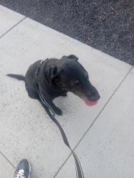 Found/Stray Female Dog last seen Main st, Oakley, CA 94561
