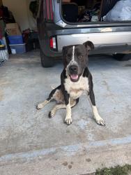 Found/Stray Male Dog last seen S 28th west ave and 61st Pl., Tulsa, OK 74132