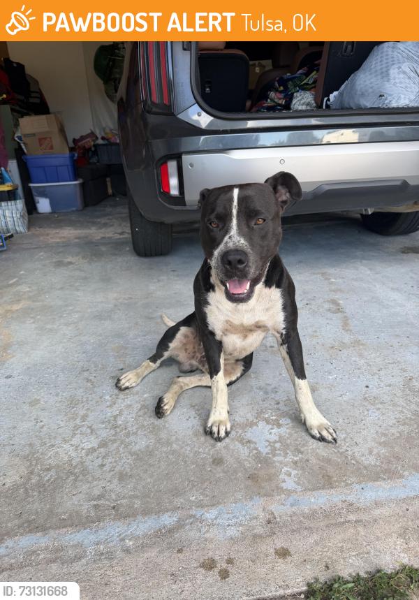 Found/Stray Male Dog last seen S 28th west ave and 61st Pl., Tulsa, OK 74132