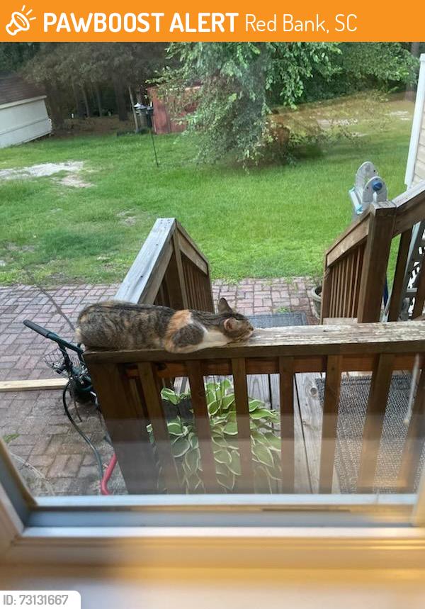 Found/Stray Female Cat last seen South Wood Farms, Red Bank, SC 29073
