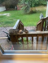 Found/Stray Female Cat last seen South Wood Farms, Red Bank, SC 29073