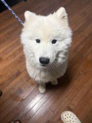Found/Stray Male Dog last seen Ocala Dr, Nashville, TN 37013