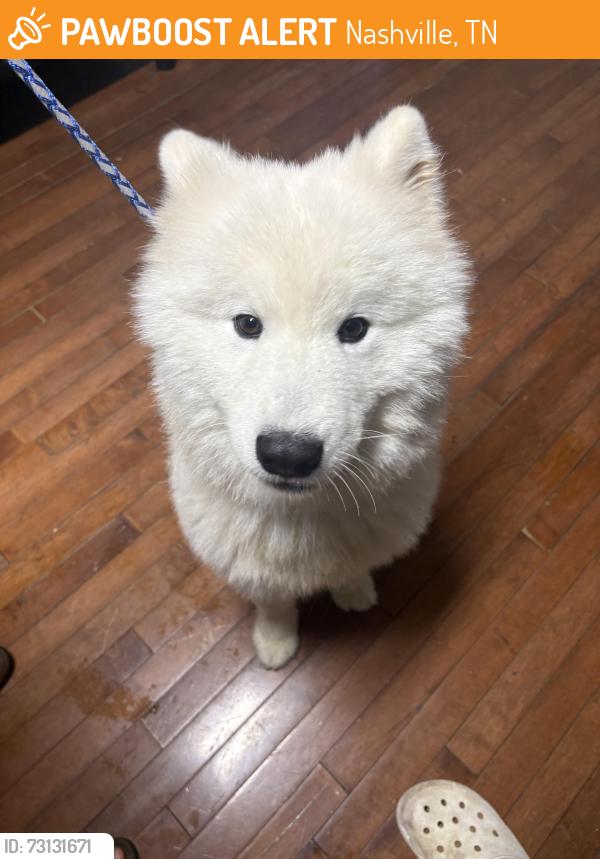 Found/Stray Male Dog last seen Ocala Dr, Nashville, TN 37013