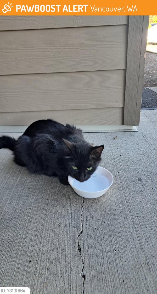 Found/Stray Unknown Cat last seen Westwynd apmt Complex, Vancouver, WA 98685