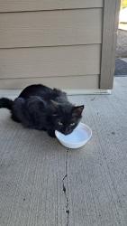 Found/Stray Unknown Cat last seen Westwynd apmt Complex, Vancouver, WA 98685