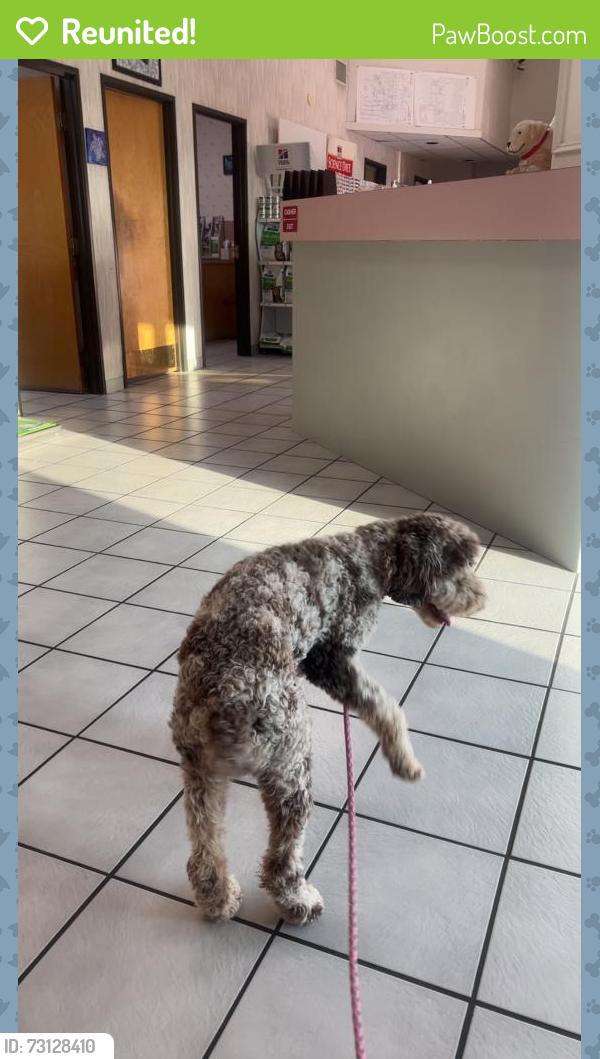 Reunited Female Dog last seen Near Arbor Creek Dr, Carrollton, TX 75010