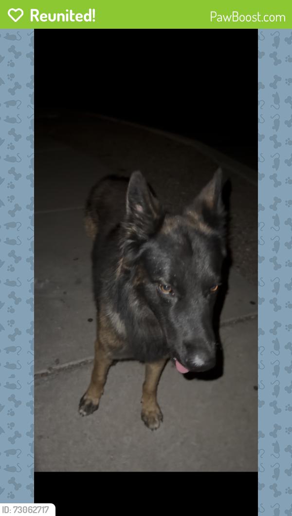 Reunited Male Dog last seen Los reales & Brackenbury, Pima County, AZ 85735