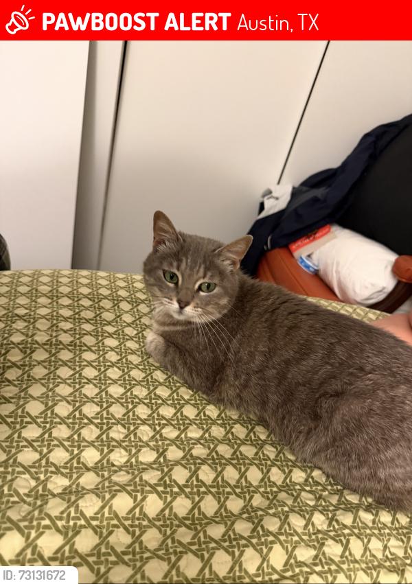 Lost Female Cat last seen Two hses down, Austin, TX 78722