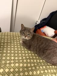 Lost Female Cat last seen Two hses down, Austin, TX 78722