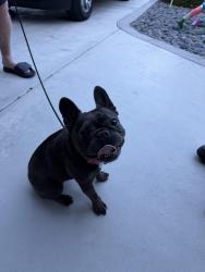 Found/Stray Female Dog last seen South East side of Walgreens on Atlantic and 11th Ave, Pompano Beach, FL 33060