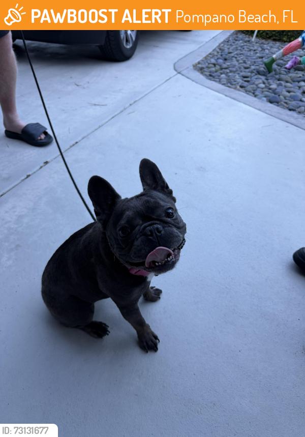 Found/Stray Female Dog last seen South East side of Walgreens on Atlantic and 11th Ave, Pompano Beach, FL 33060