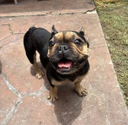 Reunited Female Dog last seen NW 2nd ST & 6 AVE, Florida City, FL 33034