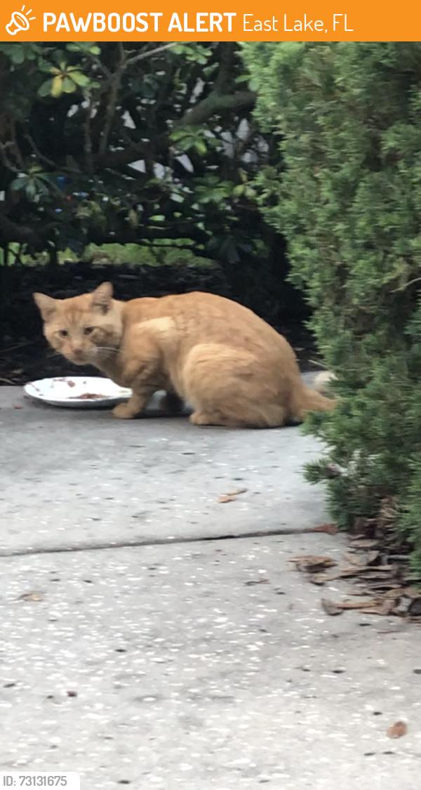 Found/Stray Male Cat last seen Ridgemoor & McMullen Booth Palm Harbor, East Lake, FL 34685