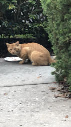 Found/Stray Male Cat last seen Ridgemoor & McMullen Booth Palm Harbor, East Lake, FL 34685