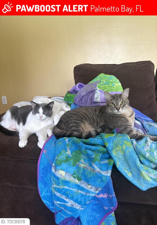 Lost Male Cat last seen Near and 74th ave, Palmetto Bay, FL 33158