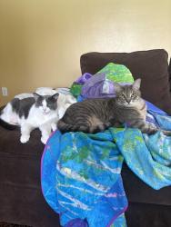Lost Male Cat last seen Near and 74th ave, Palmetto Bay, FL 33158