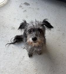 Found/Stray Female Dog last seen Heather Ridge Pkwy and Basswood Blvd, Saginaw, TX 76131