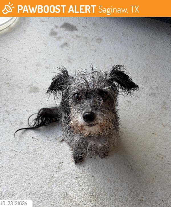 Found/Stray Female Dog last seen Heather Ridge Pkwy and Basswood Blvd, Saginaw, TX 76131