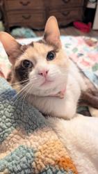 Lost Female Cat last seen Lake, karcher Nampa, Nampa, ID 83651