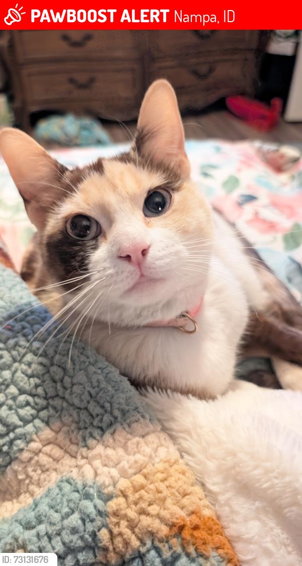 Lost Female Cat last seen Lake, karcher Nampa, Nampa, ID 83651