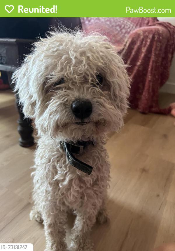 Reunited Male Dog last seen N Tyndall Ave and E Halcyon Rd, Tucson, AZ 85719