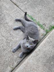 Reunited Female Cat last seen College Bound Academy, Tulsa, OK 74105