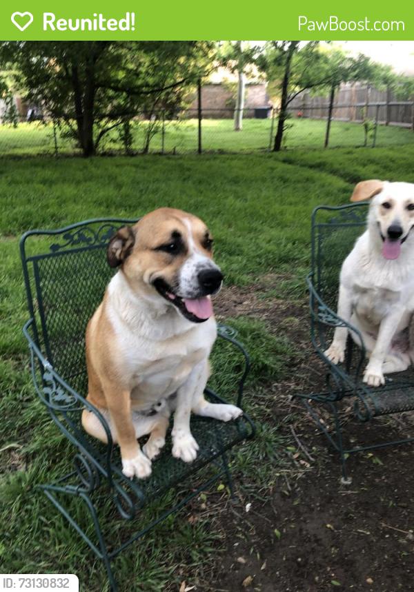 Reunited Male Dog last seen Matlock & Bardin, Arlington, TX 76017