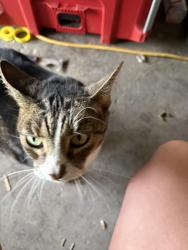 Found/Stray Unknown Cat last seen Sue Pam Drive and Whitney, Carmichael, CA 95608