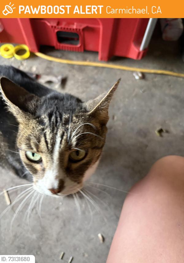 Found/Stray Unknown Cat last seen Sue Pam Drive and Whitney, Carmichael, CA 95608