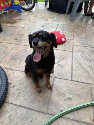 Reunited Female Dog last seen Twin Post and Welsh, Dallas, TX 75244