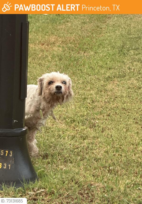 Found/Stray Unknown Dog last seen Lazy river and canyon falls, Princeton, TX 75407