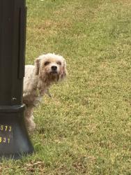 Found/Stray Unknown Dog last seen Lazy river and canyon falls, Princeton, TX 75407