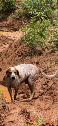 Reunited Male Dog last seen SW 80th Avenue, Trenton, FL 32693