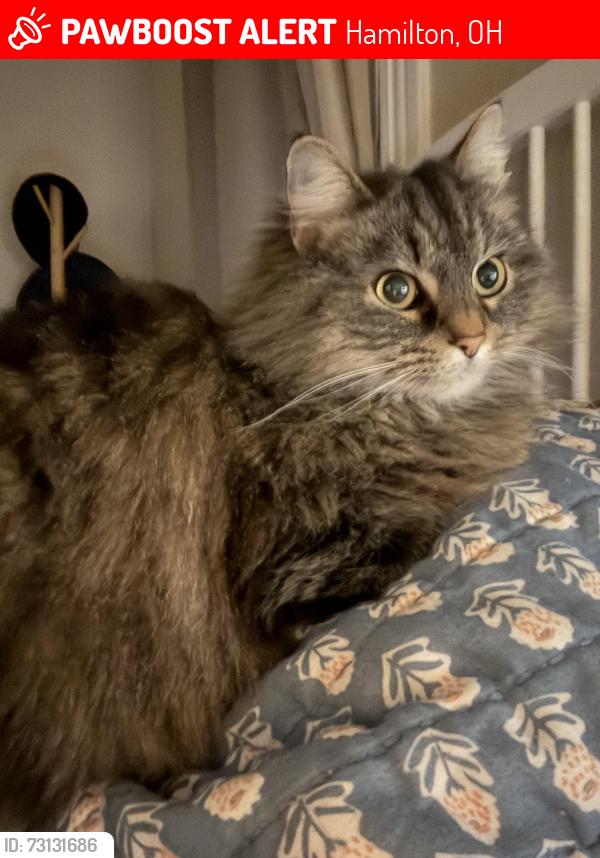 Lost Female Cat last seen Near sweden creme, Hamilton, OH 45015