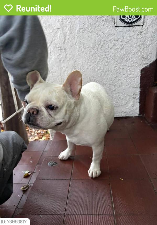 Reunited Female Dog last seen Wardlow, Long Beach, CA 90806
