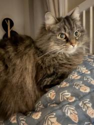 Lost Female Cat last seen Near sweden creme, Hamilton, OH 45015