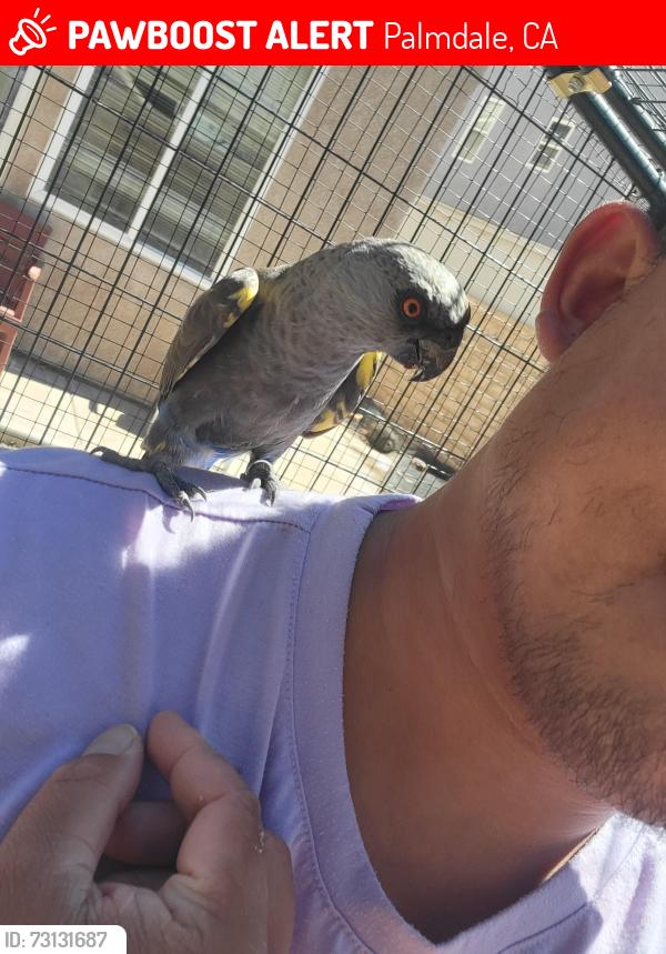 Lost Female Bird last seen Near Kingman Dr, Palmdale CA 93552, Palmdale, CA 93552