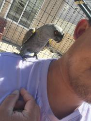 Lost Female Bird last seen Near Kingman Dr, Palmdale CA 93552, Palmdale, CA 93552