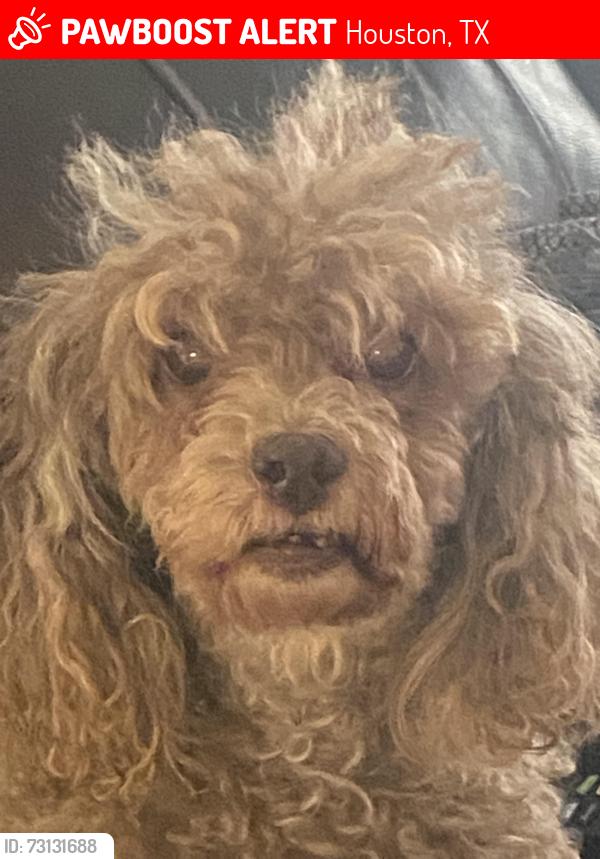 Lost Female Dog last seen Sharp bill, synott near the mi hua, Houston, TX 77083