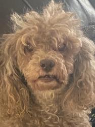Lost Female Dog last seen Sharp bill, synott near the mi hua, Houston, TX 77083