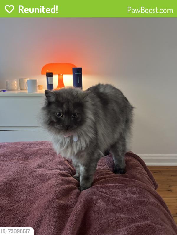Reunited Male Cat last seen Alexandra St, South Yarra, South Yarra, VIC 3141