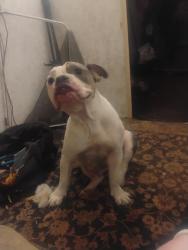 Lost Female Dog last seen County road 107 grandview tx, Grandview, TX 76050