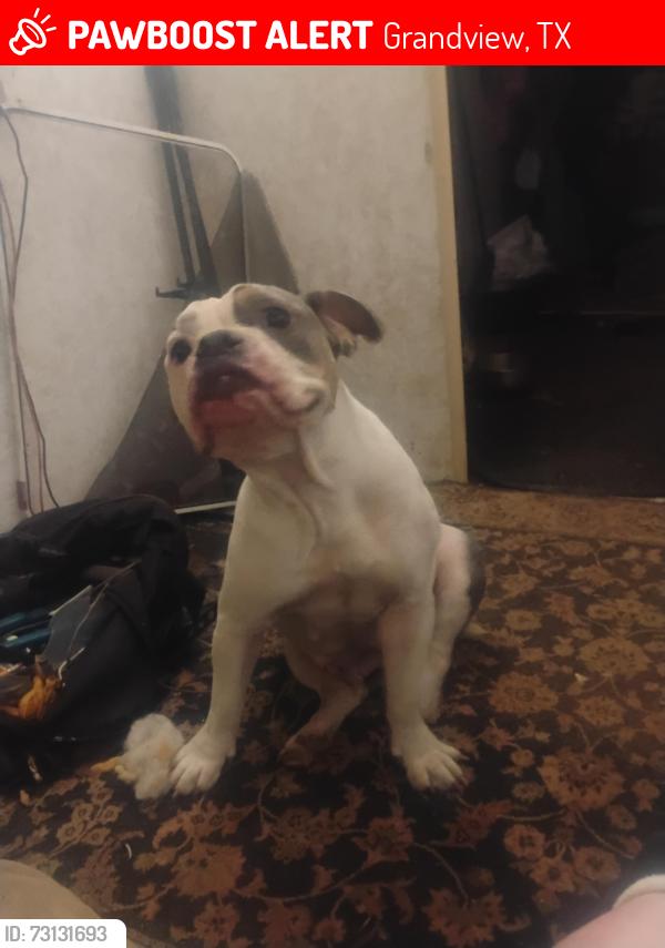 Lost Female Dog last seen County road 107 grandview tx, Grandview, TX 76050