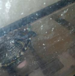 Lost Female Reptile last seen Locus, West Hempstead, NY 11552