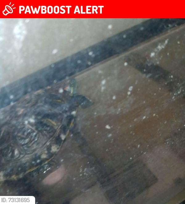 Lost Female Reptile last seen Locus, West Hempstead, NY 11552