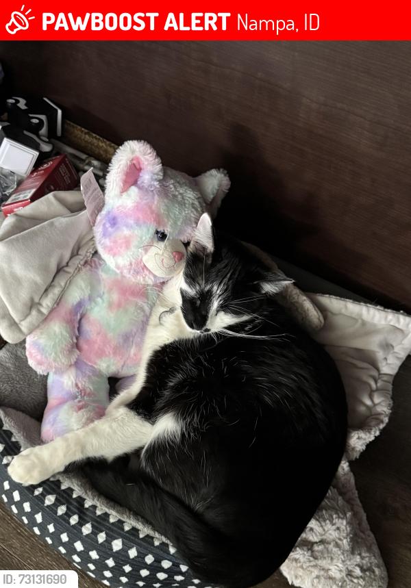 Lost Male Cat last seen Lewis lane and Southside off Red Fox Drive in Nampa, Nampa, ID 83686